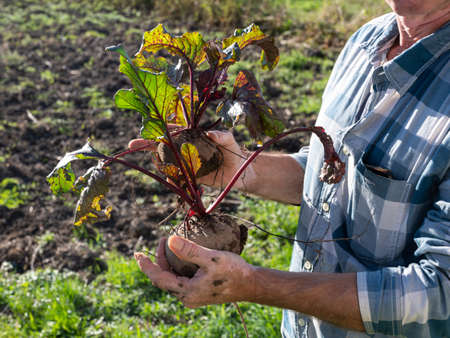 Agricultural concept. Farmer holding fresh beet root. Organic vegetables harvest