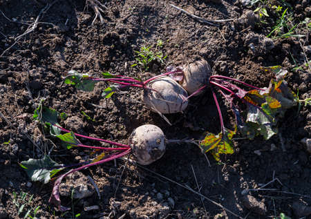 Fresh organic harvested beetroots on the farm