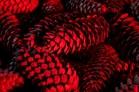 Heap of fir cones in modern color. Natural backgroundの写真素材
