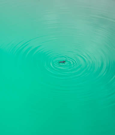 Black water bug on the waterの写真素材