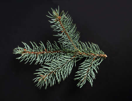 Branch of fir tree on a black backgroundの写真素材