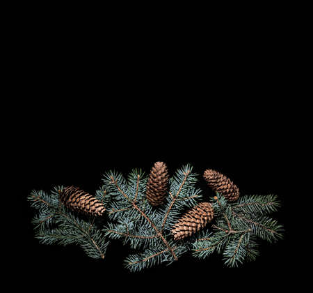 Fir cones and spurce branch on a black background. Fir cones for christmas decorationの写真素材