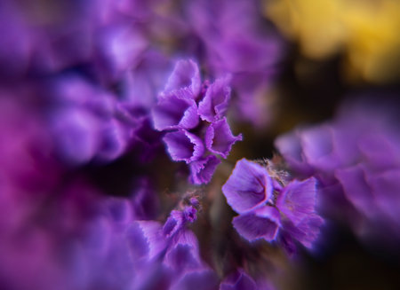 Beautiful bouquet of limonium. Flower natural backgroundの写真素材