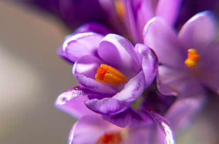 Beautiful violet crocus flowers in spring time