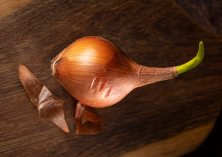 Sprouted onion on a wooden tableの写真素材