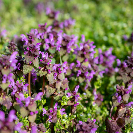 Flowered Lamium purpureum in springtime. Ð’ead-nettle, purple dead-nettle, purple archangel  is a...