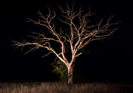 Silhouettes of dry tree against night sky, beautiful night landscape. Outdoors at night time