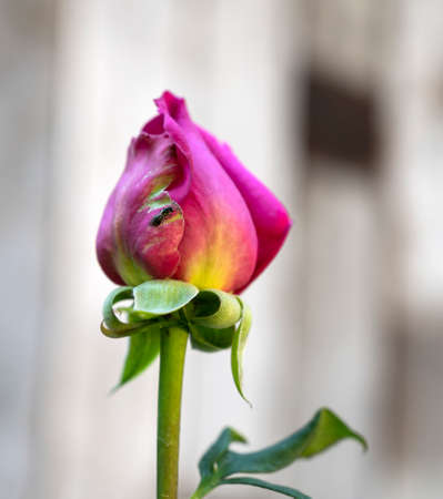 Close up of pink beautiful rose in the garden in sunny summer dayの写真素材