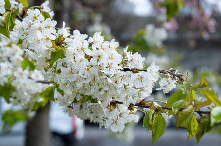 Branches of blossoming cherry tree in springtime