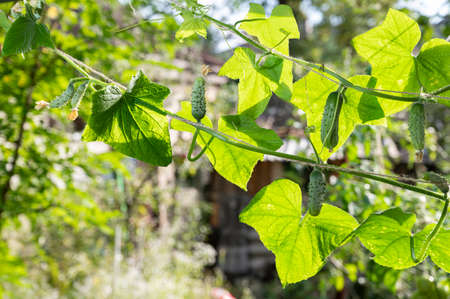Small cucumbers in the garden in summer