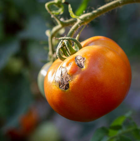 Sick tomatoes in the garden, the vegetables infected with late blightの写真素材
