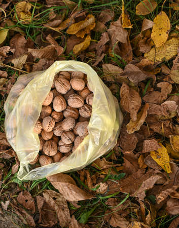Bag with walnuts in autumn outdoors