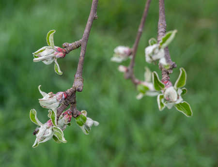 Buds on an apple  branch in early spring