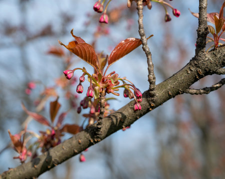 Pink Japanese cherry tree blossom. Sakura. Cherry blossom branch with beautiful soft nature backgroundの写真素材