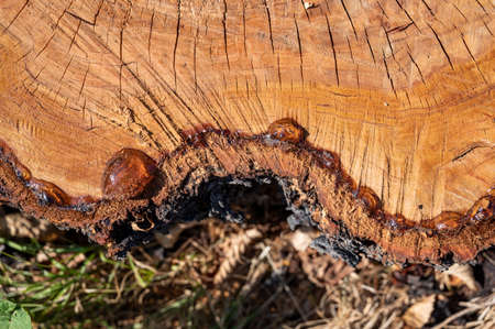 Ð¡ross section of the tree. Resin on a freshly sawn tree trunk