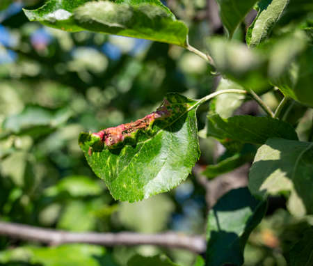 Rosy apple aphid (Dysaphis Plantaginea). Plant disease. Detail of affected leaf in spring