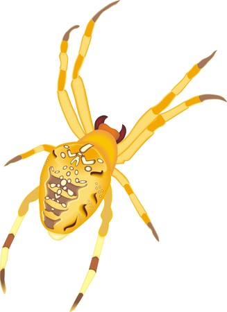 Cross or diadem spider in menacing positionのイラスト素材