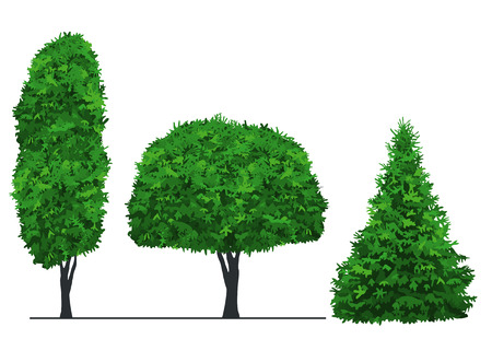 set on three tree with green leaves, isolated on white backgroundのイラスト素材