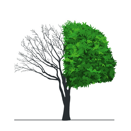 one half tree with green leaves, isolated on white backgroundのイラスト素材