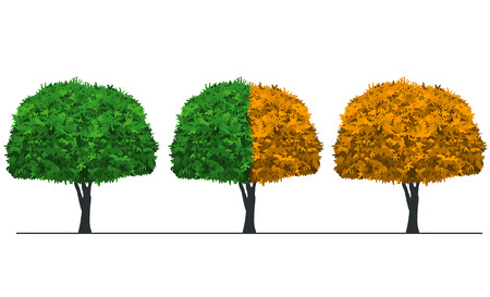 set on three tree with green, yellow leaves, isolated on white backgroundのイラスト素材