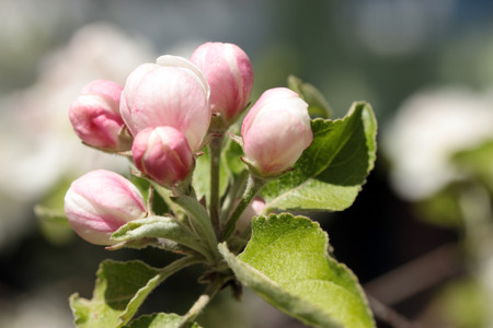 branches of flowering apple tree on sunshine day の写真素材