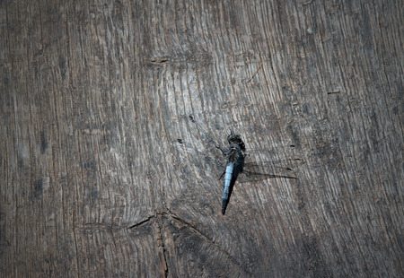 wooden table or background with dragonflyの写真素材
