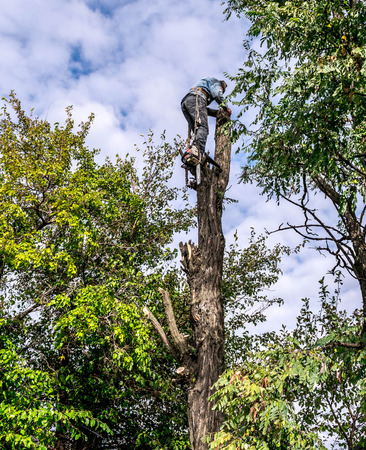 working high up on the treeのeditorial素材