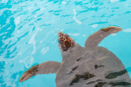 Turtles from Tamar project in Florianopolis, Santa Catarina - Brazil.