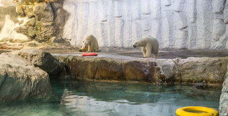 Couple of Polar Bear (Also known as Thalarctos Maritimus or Ursus Maritimus) resting  over iceの写真素材