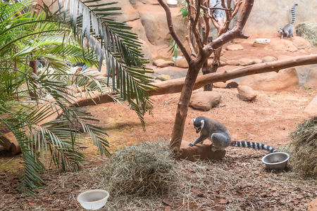 Sao Paulo, Brazil, jan 16, 2016: The ring tailed lemur (lemur catta) eating and sitting by a tree.のeditorial素材