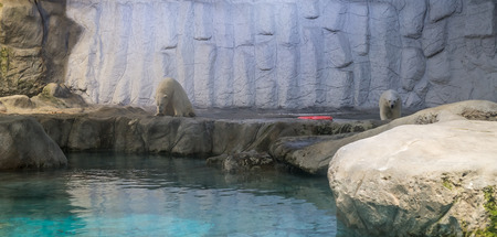 Sao Paulo, Brazil, jan 16, 2016: Couple of Polar Bear (Also known as Thalarctos Maritimus or Ursus Maritimus) resting  over iceのeditorial素材