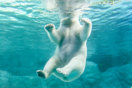 Sao Paulo, Brazil, jan 16, 2016: Polar Bear (Also known as Thalarctos Maritimus or Ursus Maritimus) swimming under water.のeditorial素材