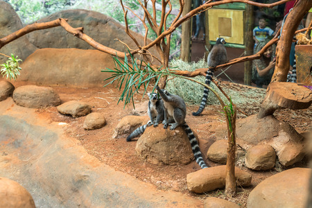 Sao Paulo, Brazil, jan 16, 2016: The ring tailed lemur (lemur catta) eating and sitting by a tree.