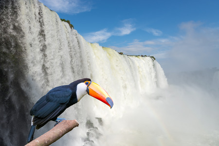 Close view of Toucan toco at the Cataratas water falls under blue sky and a lot of water mist in the air at the Foz do Iguassu park, Brazil.の写真素材