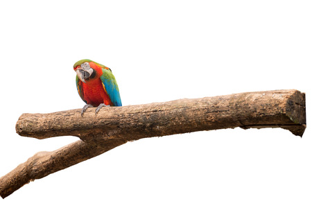 Colorful of red and Gold Macaw aviary parrots portrait on white isolated background