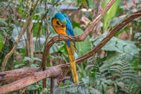 Blue macaw parrots bird on a tree branch in Brazil