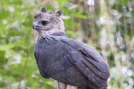 The majestic eagle harpy  bird in Brazil with green nature bokeh as background.の写真素材