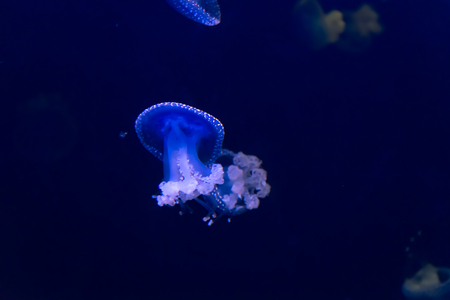 Glowing Blue Jellyfishes or Jellies which are the major Non Polyp Form.の写真素材