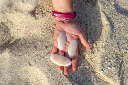 Aruba, Caribbean - September 25, 2012: Holding white big shells in handing in Aruba beach at the caribbean seaのeditorial素材