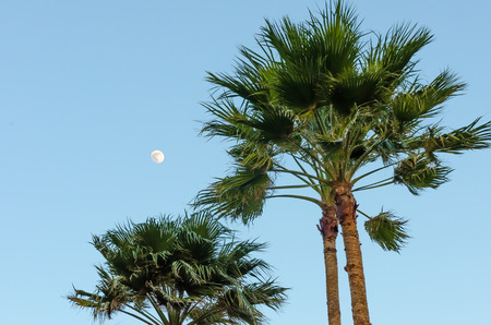 Rest area with Palm trees by the beach in Aruba Islandの写真素材