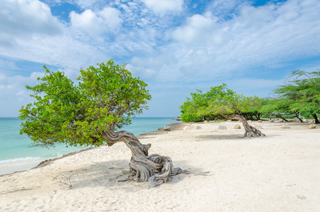 The famous Divi Divi tree which is Aruba's natural compass, always pointing in a southwesterly direction due to the trade winds that blow across the islandの写真素材
