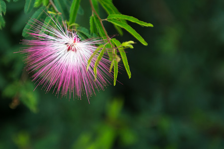 Flower and nature on summer afternoon in Minas Gerais, Brazil