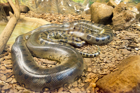 Jiboia (Epicrates cenchria) is a boa species endemic to Central and South America.