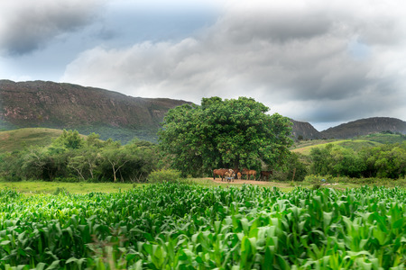 Horses eating food and resting under the tree in Minas Gerais, Brazilの写真素材