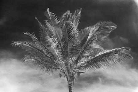 Coconut palm tree perspective view from bottom floor to high upの写真素材