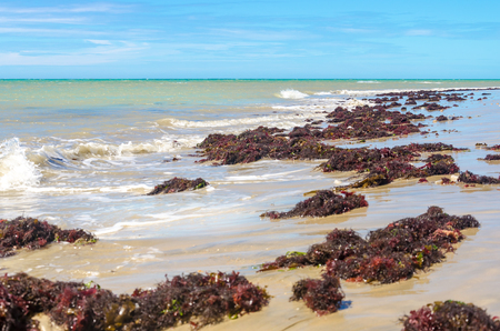 lots of water plants over the sand beach and blue sky on the background