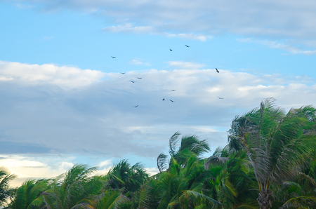 Birds flying high over palm trees by the beachの写真素材