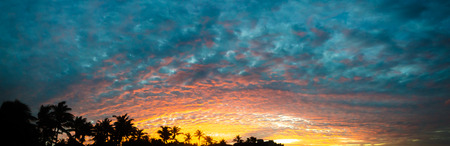 Panorama sunset golden hour with colored sky and palm trees as background