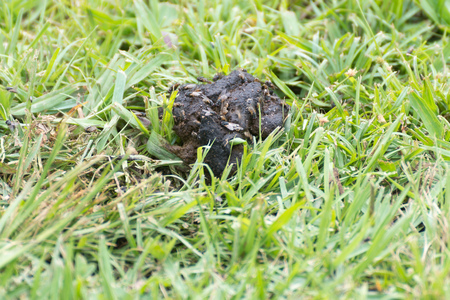 dog poop with a lot of flys on the grassの写真素材