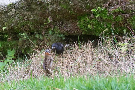 The shiny cowbird parasitizing the rufous collared sparrow on the groundの写真素材